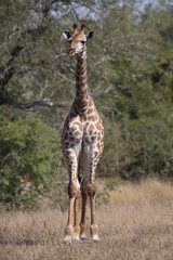 Giraffe / Giraffe / Giraffa camelopardalis