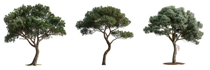3d illustration of medium pinus pinea tree isolated on transparent background