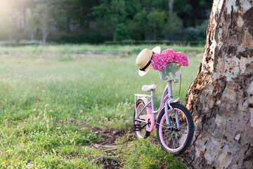 Bike in park at sunset. Female romantic bicycle with pink hydrangea flowers, kids straw sun hat. Riding on nature. Concept of happy summer holiday, summer solstice, summer vibes. Ecological transport