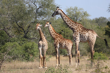 Giraffe / Giraffe / Giraffa camelopardalis
