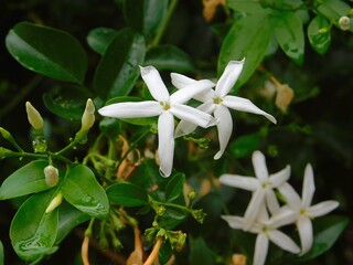 Jasmine, or Jasminum officinale white flowers, wet, after the rain