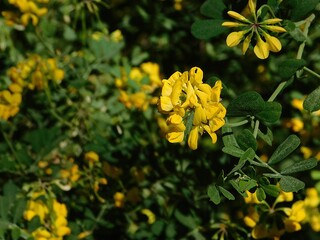 Shrubby scorpion vetch, or Coronilla valentina yellow flowers, in the Athens botanical garden