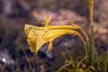 daffodil. These curious flowers inaugurate spring, the season of flowers, with a variety of species...