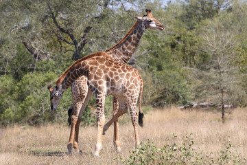 Giraffe / Giraffe / Giraffa camelopardalis