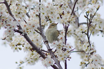 Phylloscopus collybita. Spring is here again