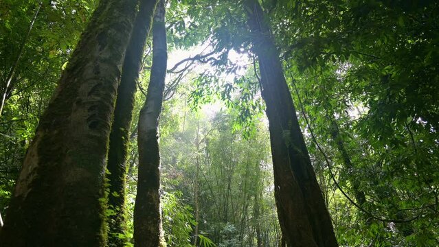 Greenery woodland with sun shining through tree trunks in the morning. Mystery lush foliage rainforest during summer. Walking through dense forest landscape.