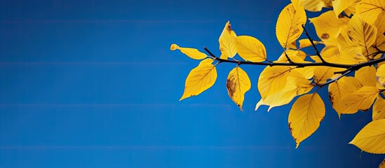 Autumn yellow leaves on a blue background. copy space available