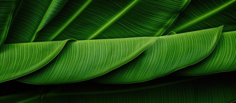 close up Banana leaves with digonal line texture. copy space available