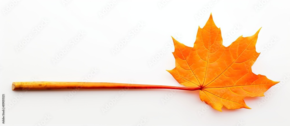 Aufkleber bright orange autumn natural maple leaf rolled into tube on side on white background with empty copy