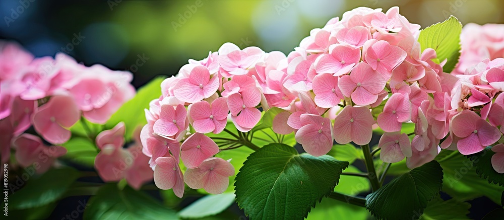 Aufkleber fresh beautiful hydrangea macrophylla sweet soft pink flower tree and green leaf in garden with blur