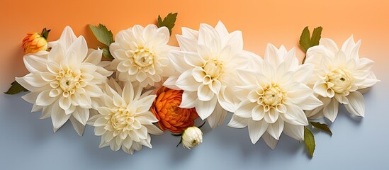 White and orange dahlias and white rose flat lay. copy space available