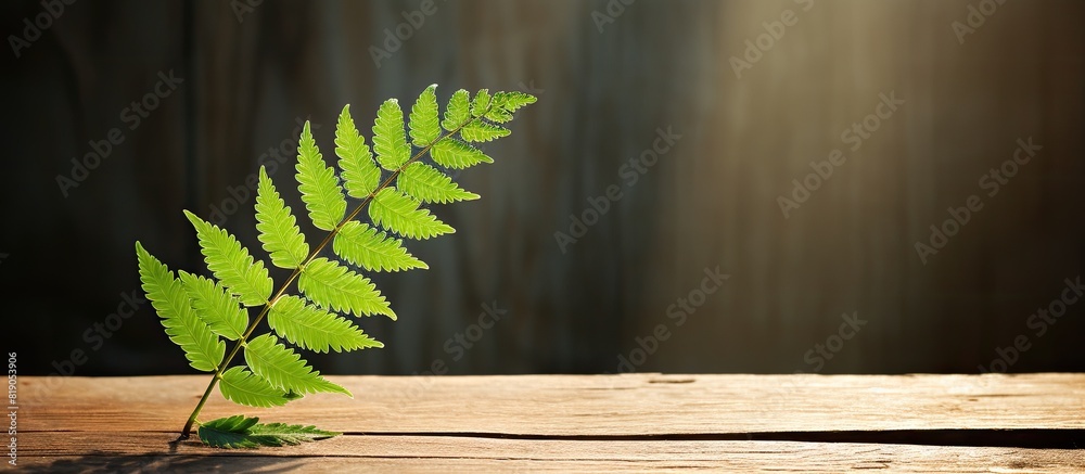 Poster green fern leaf on an old wooden background the shadow of the fern sheet on a wooden background. cop