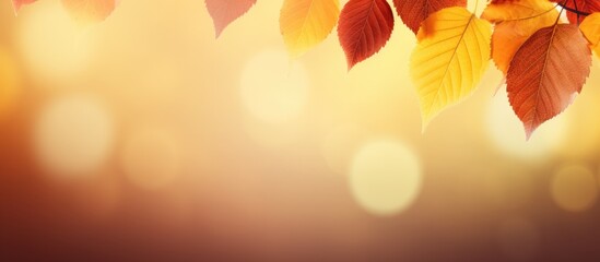 background of autumn leaves. copy space available