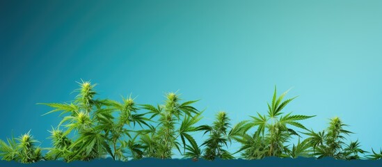 A green background with ample copy space showcases the fresh shoots and leaves of a marijuana tree cultivated in a natural outdoor setting