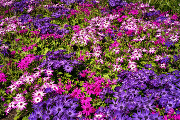 A dense bed of vibrant pink, purple and bicolored pericallis flowers at Butchart Gardens, Victoria.