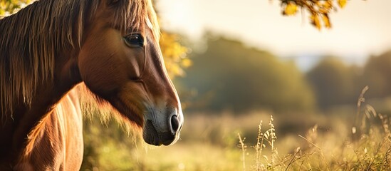 Brown haired horses graze in the idyllic autumn countryside on a sunny day Close up of majestic brown horse grazing in the warm autumn sunshine. copy space available