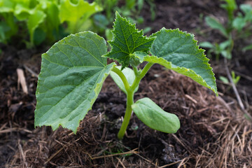 A young cucumber plant with several leaves in the soil, close-up. Green cucumber bush in spring in the open ground. Growing organic eco-vegetable seedling planted. High quality photo