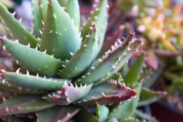 Fototapeta premium Aloe plants growing on pot. Succulents for poster, calendar, post, screensaver, wallpaper, postcard, banner, cover, website. High quality photo