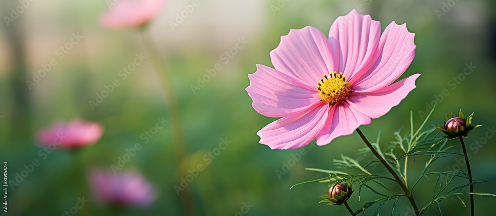 Sticker A beautiful pink cosmos flower in the garden with copy space for an image