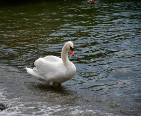 swan on the lake