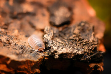 Cubaris murina papaya ball isopoda rathkes woodlouse, Cubaris murina insect assel exotic animal in natural background