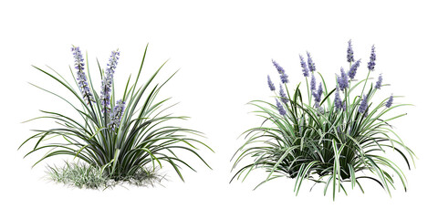 3d illustration of Liriope muscari bush isolated on transparent background 