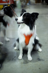 close up fluffy fatty fur border collie dog  face sitting in publics pet event with blur people background