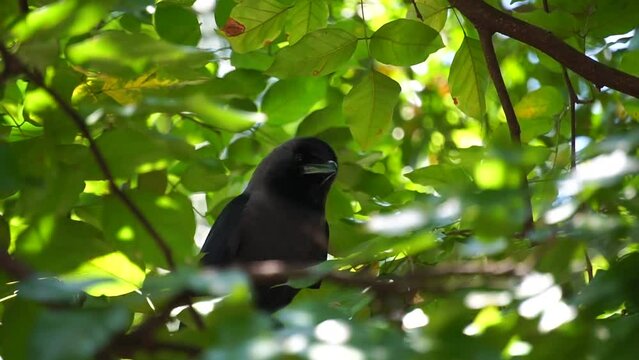 A crow looks around curiously on a tree