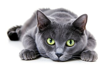 Russian Blue's Green-eyed Stare: Highlight the mesmerizing green-eyed stare of a Russian Blue cat. photo on white isolated background