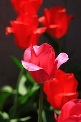 色鮮やかなチューリップ　カナダ モントリオール