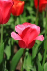 色鮮やかなチューリップ　カナダ モントリオール