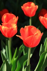 色鮮やかなチューリップ　カナダ モントリオール