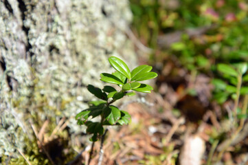 Cowberry bush close-up.