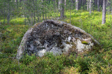 Large granite stone in summer forest.