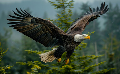 Obraz premium Bald Eagle flying in the rain with wings spread. A bald eagle flying in the air