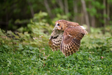 The barn owl flies through the forest and hunts.