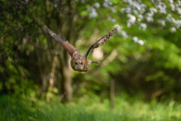 The barn owl flies through the forest and hunts.