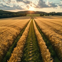 Aerial drone view of agricultural fields of wheat , corn and other in sunny summer day Countryside landscape Germany Please provide high-resolution