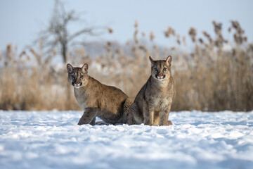 The cougars are playing in a snowy meadow.