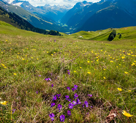 alpine meadow in the mountains