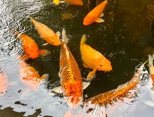 Orange and yellow colored carp gold fish koi pond lake water isolated on horizontal ratio aquatic background. - Powered by Adobe