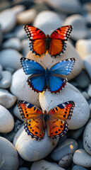 Image of Three butterflies are sitting on the stones. Butterflies on smooth white pebbles printed on Printed Glass Splashbacks