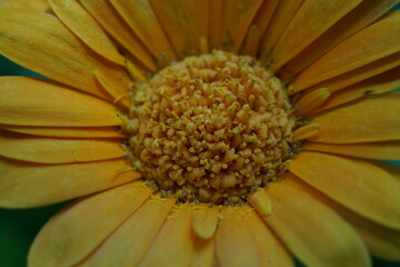 Gerbera Daisy Flower Bud Macro