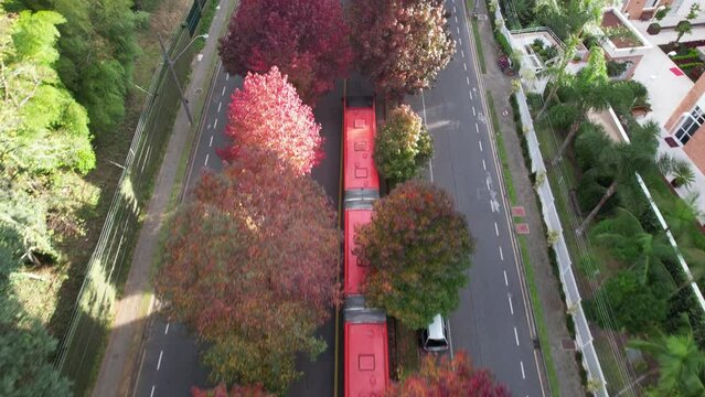 Rua conhecida como Rua do Outono em Curitiba Paran&aacute;, imagens feitas com drone das lindas arvores da esta&ccedil;&atilde;o do outono em Curitiba