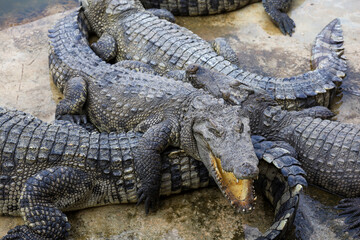 Group crocodile is rest on garden