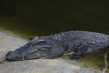 Close up salt crocodile is show head in river