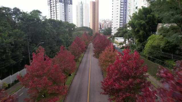 Rua conhecida como Rua do Outono em Curitiba Paran&aacute;, imagens feitas com drone das lindas arvores da esta&ccedil;&atilde;o do outono em Curitiba
