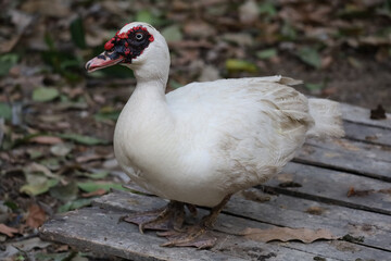 The white duck is rest at farm