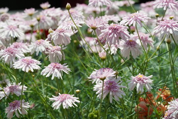 Argyranthemum madeira, commonly known as the Madeira Marguerite, is a perennial plant known for its vibrant and prolific blooms. 
