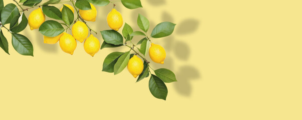lemon foliage with fruits and leaves ia